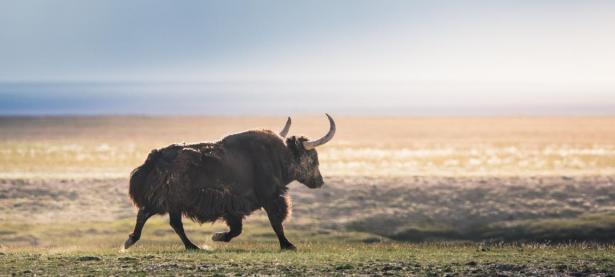 PG国际-西城雪豹队鏖战燕山暴熊队，网球小组赛失利，核心复出即建功。韧性比赛的样板(雪豹兵败拜城)